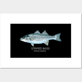 Scientific Striped Bass For Surf Striper Fisher Posters and Art